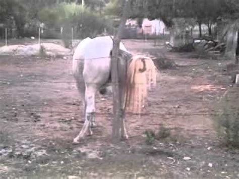 hombre folla yegua|Caballo Caliente Cualeando Con Su Linda Yegua.